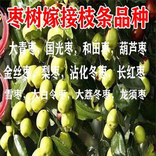 枣子嫁接枝条石榴苗嫁接接穗枝条现剪现发沾化冬枣优质枣树码子