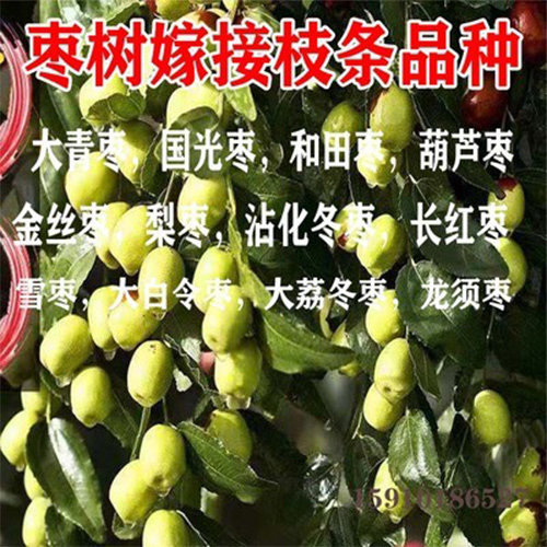 枣树树嫁接枝条沾化冬枣码子新品种脆甜枣子接穗现剪现发新鲜