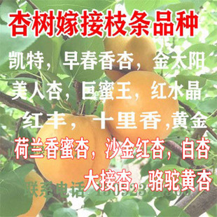 大黄杏树接穗桃树接穗现剪现发帝王大杏枝条嫁接枝条甜杏树码子