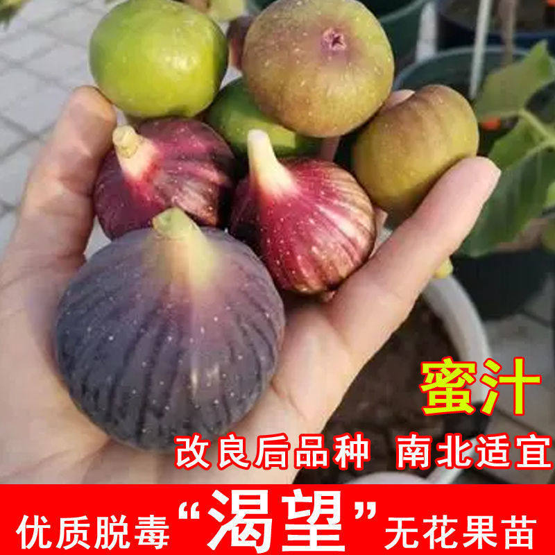 渴望无花果树苗紫色糖心无花果苗耐寒抗寒阳台庭院种植当年结果树