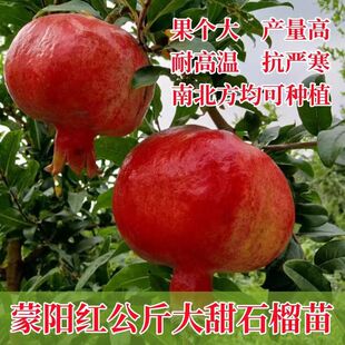 新品种蒙阳红石榴树苗特大水晶无籽石榴苗软籽阳台盆栽庭院地栽
