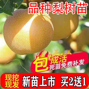 嫁接水果树苗太婆梨翠冠梨苗秋月梨树苗莱阳梨子苗南北方种植地栽