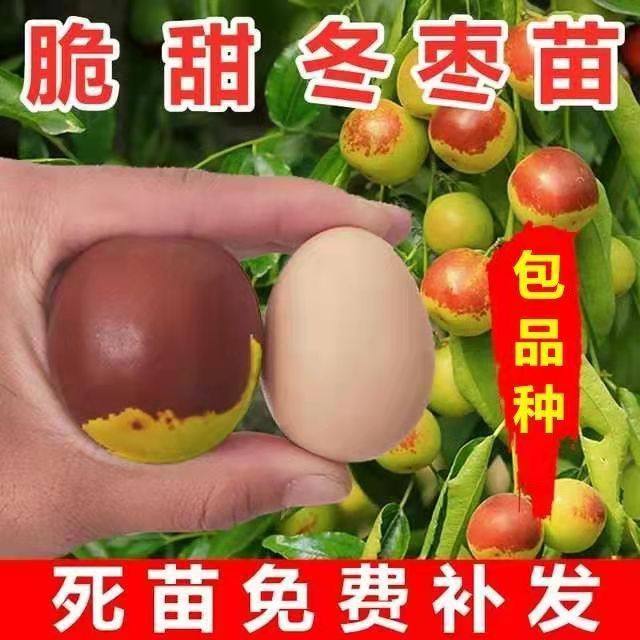 嫁接枣树活苗南北方庭院种植当年结果特大地载甜枣沾化冬枣青枣树