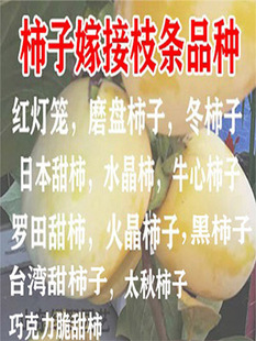 柿子嫁接枝条脆甜柿子树现剪现发优质接穗阳丰树石榴嫁接码子枝条