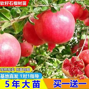 石榴树树苗突尼斯软籽庭院果树苗南北方种植特大甜盆栽地栽阳台树