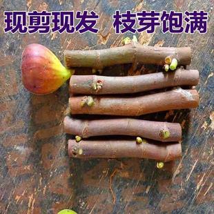 无花果扦插枝条果树苗嫁接枝条接穗新品种波姬红无花果苗四季种植