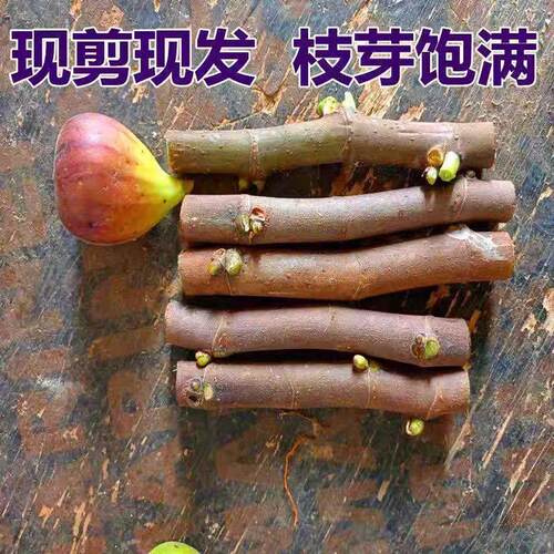 无花果扦插枝条果树苗嫁接枝条