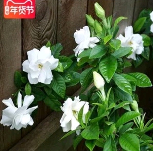 浓香型栀子花卉绿植盆栽盆景阳台庭院四季常青南方北方提神带花苞