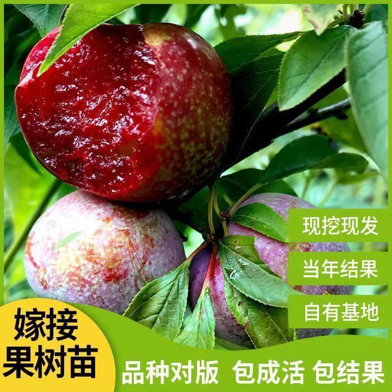 蜂糖李子树苗三华青脆脱骨西梅阳台庭院南北方四季盆栽种植美人醉