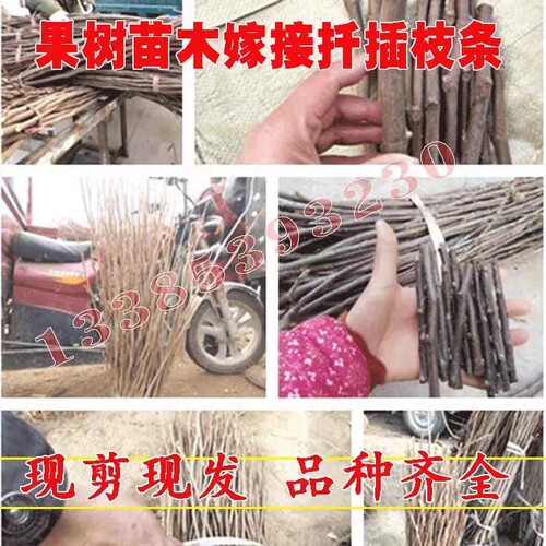 枝条果树嫁接枝条现剪现发扦插