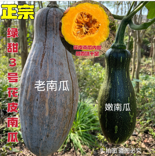 正宗绿甜3号老品种南瓜苗