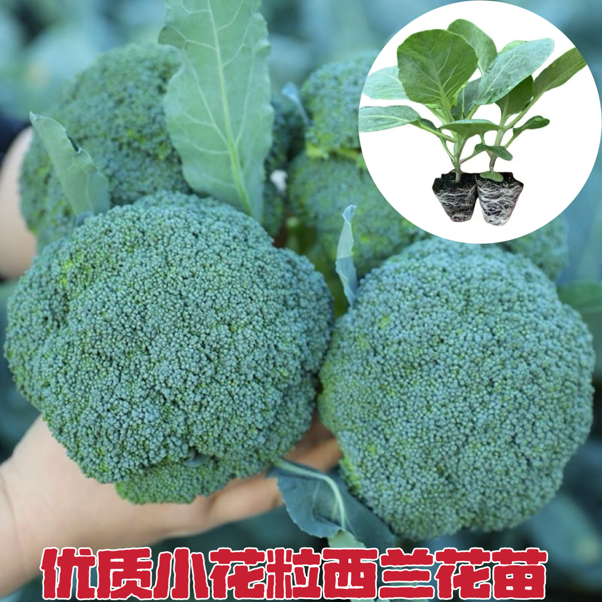 优质小花粒西兰花苗莲花白包菜甘蓝青梗花菜西兰苔秋冬耐寒蔬菜苗