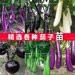 龙盛紫长茄杭茄一号种子苗秧黑长茄苗烧烤茄子带土蔬菜种籽孑线秧