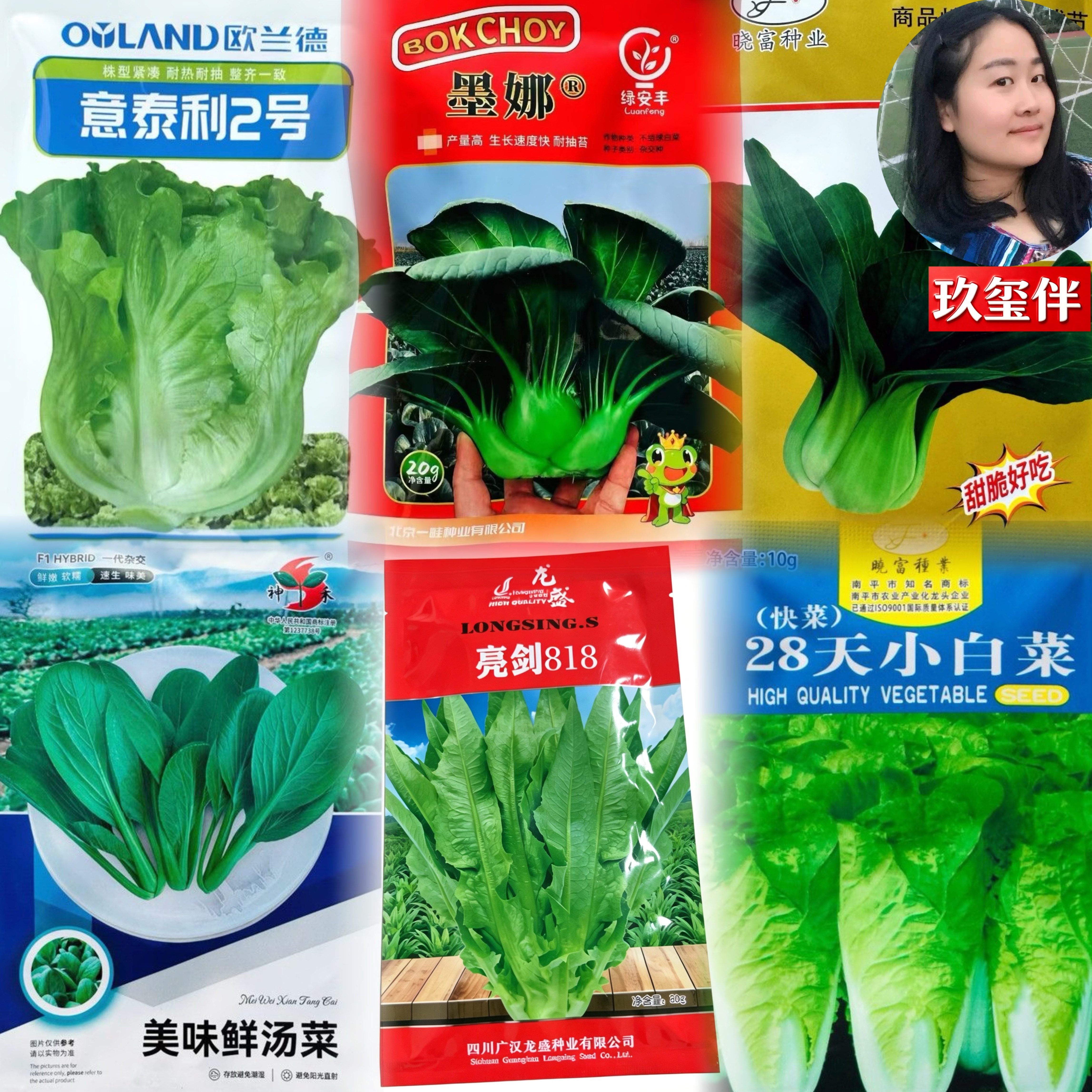 正宗优质蔬菜种子生菜鸡毛菜小白菜苏州青无须豌豆尖种子秋冬