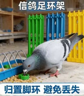 鸽子足环架足环环架赛鸽用品用具鸽用安全信鸽脚环架足环脚环架