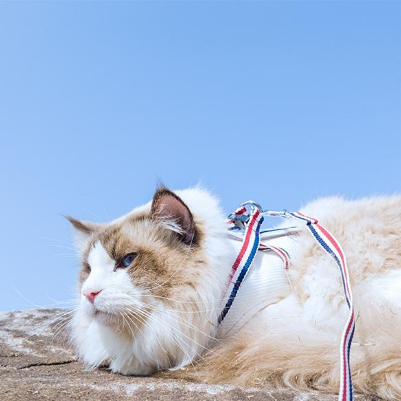 necosekai猫咪世界罗纹时尚牵引绳外出胸背遛猫溜猫绳防挣脱神器