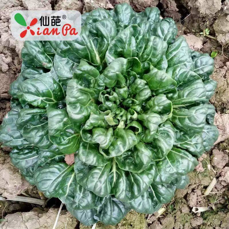 乌塌菜种菊花菜奶油黄心乌四季播种耐寒易活