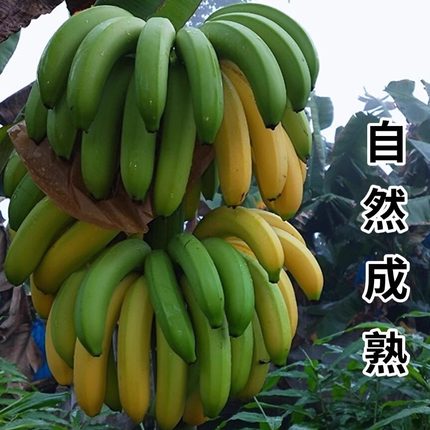 云南红河香蕉威尼斯香蕉当季新鲜水果气柱装熟banana净重9斤包邮