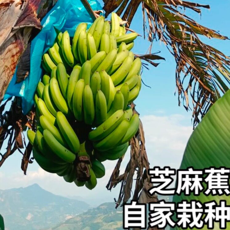 云南香蕉丑香蕉当季新鲜水果树上自然熟绿色整箱气泡柱装9斤包邮