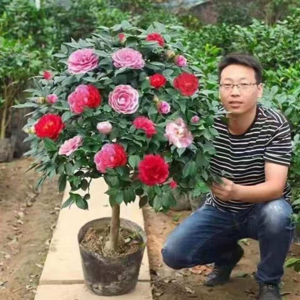 树苗观花植物好养不断五色赤丹