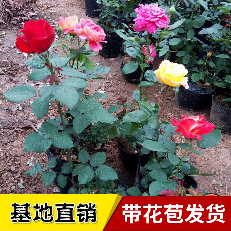玫瑰带花苞阳台盆栽浓香月季
