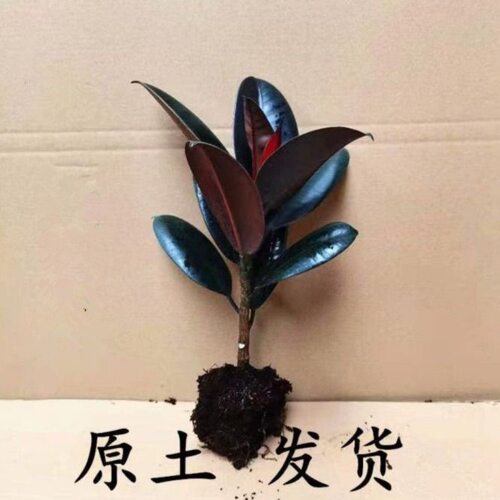 黑金刚橡皮树盆栽家庭室内客厅四季长青花卉净化空气绿色观叶植物