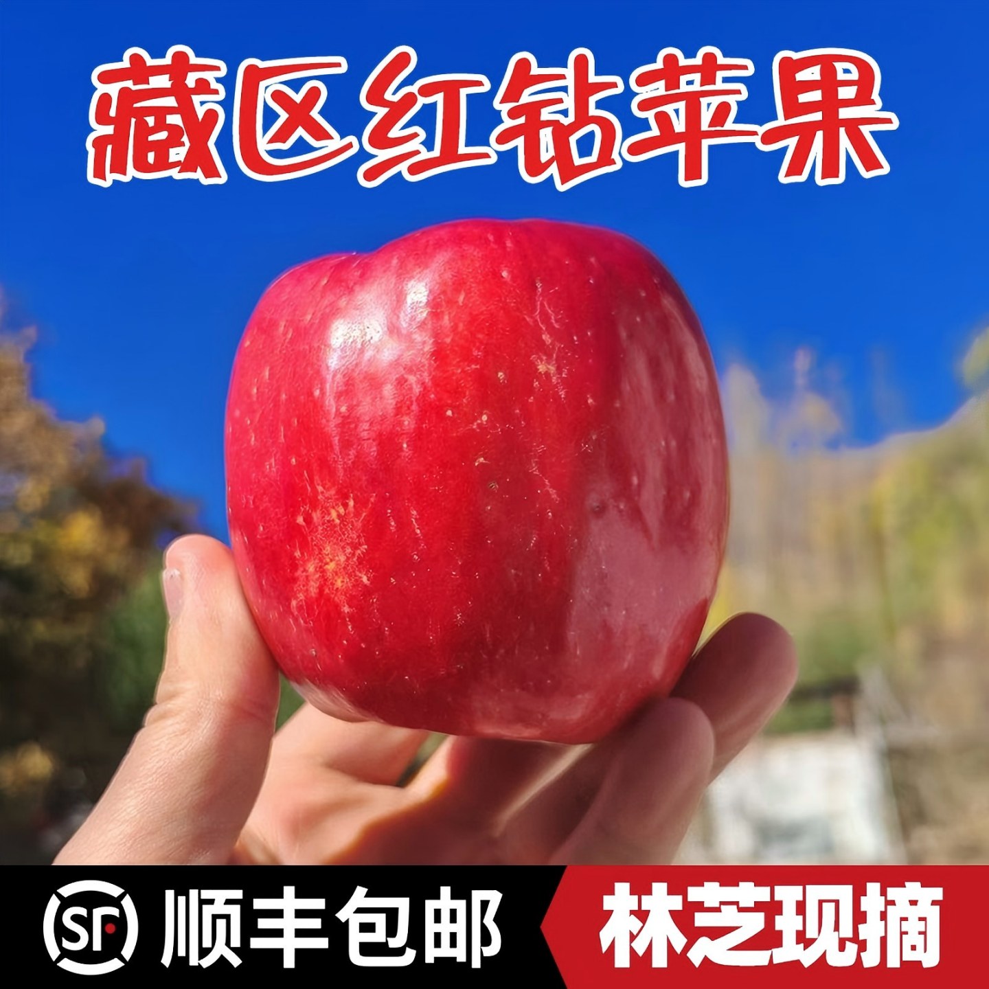 西藏林芝红钻冰糖心苹果香甜现发