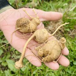 西藏林芝藏三七/竹节参/连珠三七25年冬季新鲜精选野生三七可打粉