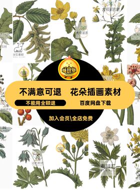 简约插画素材复古学花朵图片植物插画素材彩绘PNG卷绿色草本植物