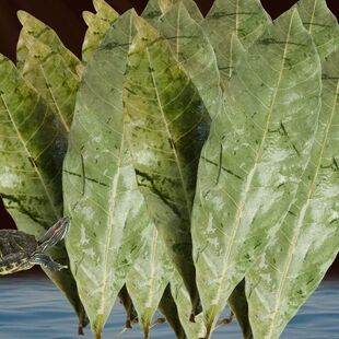 乌龟专用龙眼叶养龟造景树叶躲避免煮叶子龟缸改善调节水质去腐皮