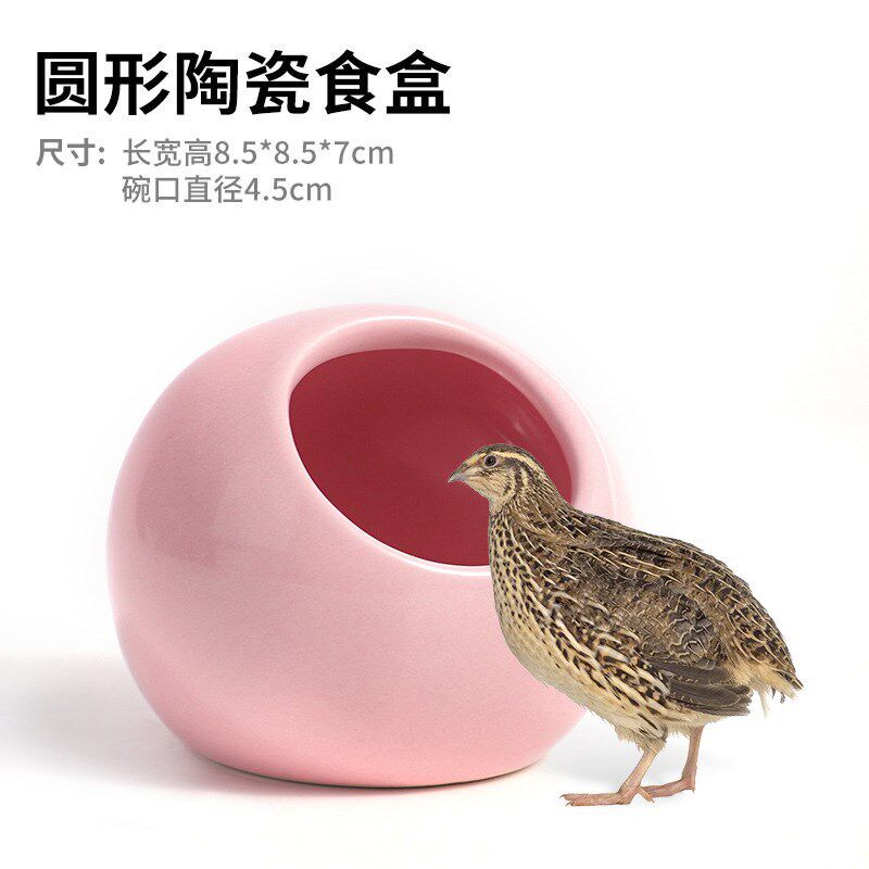 芦丁鸡饲养箱专用笼亚克力笼子花枝鼠垫料造景用品宠物喂食器