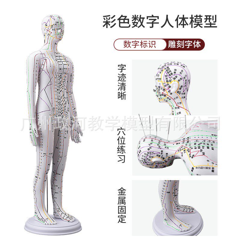 高清针灸图手臂模拟人人体模型刻字经络针灸全身穴道穴位图真女