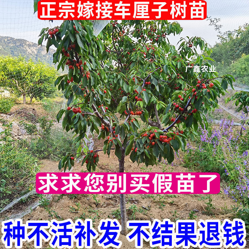 樱桃苗树苖嫁接特大车厘子果树苗北南方四季种植地栽盆栽当年结果