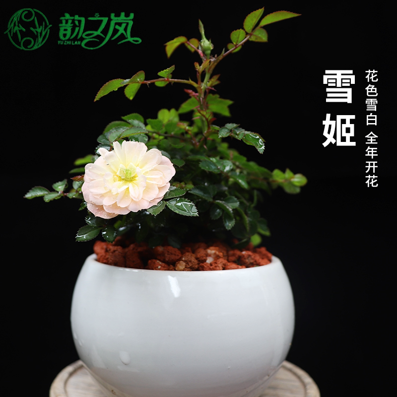 韵之岚微型月季 雪姬雪球 日本超微重瓣花卉绿植盆栽室内阳台好养