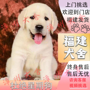 福建犬舍 纯种拉布拉多幼犬大骨架双血统导盲犬拉布拉多宠物狗