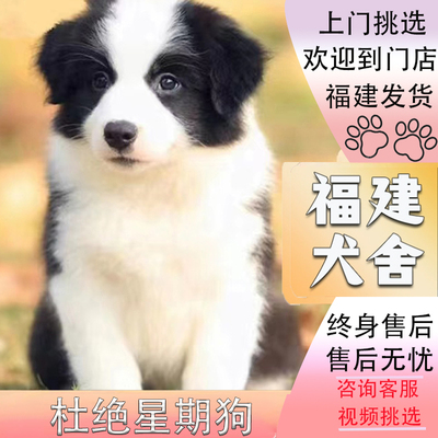 【福建犬舍】纯种边牧幼犬黑白咖啡金边陨石幼犬宠物狗边境牧羊犬