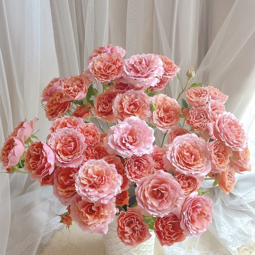 【云舍臻选】粉色拉拉队多头玫瑰 任意组合2单或以上冷链包邮