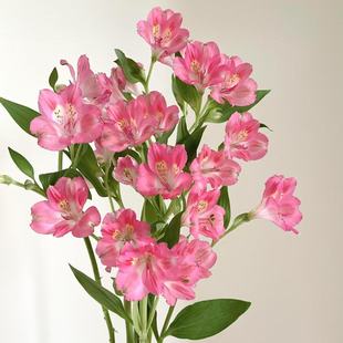 任意2单或以上顺丰 水蜜桃水仙百合 包邮 云舍新品