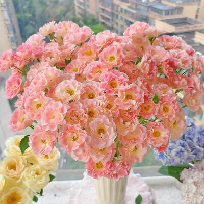 【云舍臻选】珍珠芭比多头玫瑰  任意组合2单或以上包邮