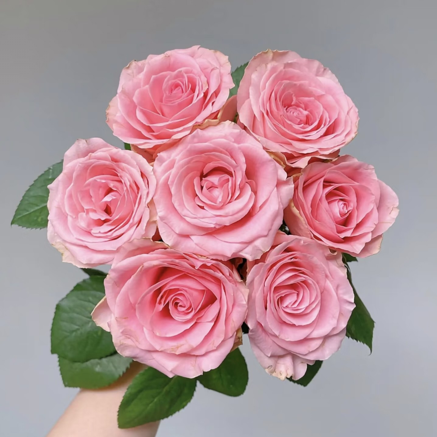 【云舍精选】方德【荷冠】春晓单头玫瑰 满两单或以上包邮,鲜花速递/花卉仿真/绿植园艺,花材,淘宝优惠券,粉丝福利购,淘宝优惠卷