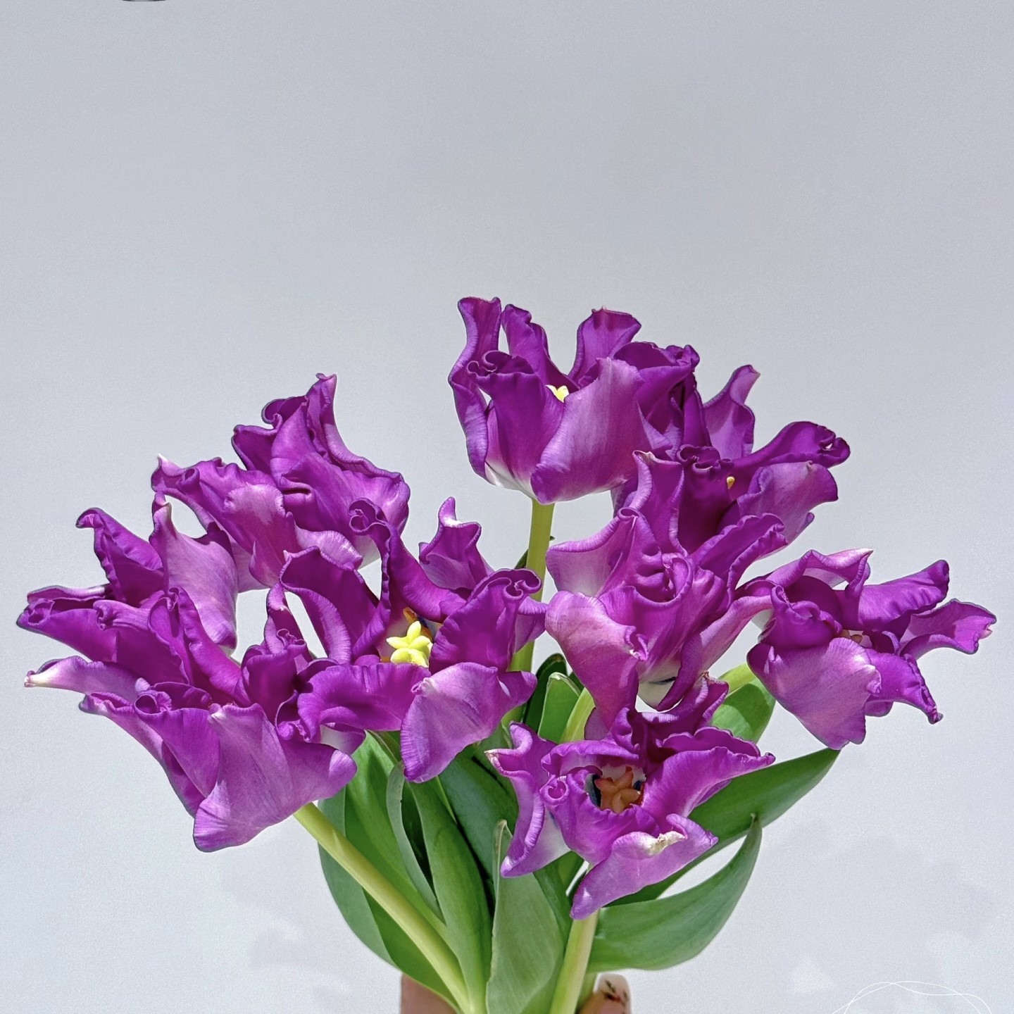 【云舍稀有新品 】方德郁金香【爱洛】一扎 2单以上顺丰包邮,鲜花速递/花卉仿真/绿植园艺,花材,淘宝优惠券,粉丝福利购,淘宝优惠卷