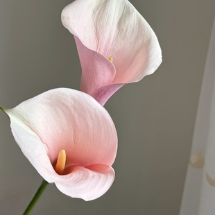 【云舍臻选】火烈鸟马蹄莲 2单或以上冷链包邮鲜切花