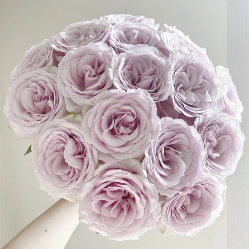 云舍臻选【方德嘉荷】柯赛特单头玫瑰 任意组合2单或以上冷链包邮