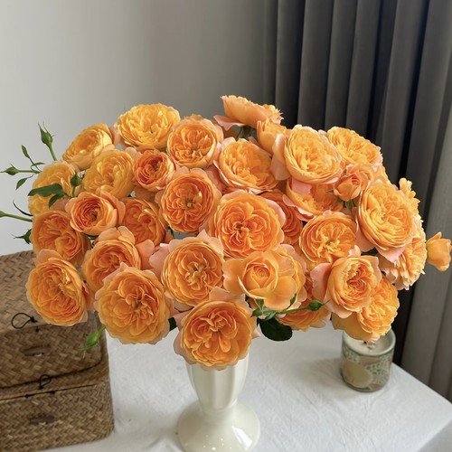 【云舍臻选】果汁阳台多头玫瑰鲜花  任意组合2单或以上冷链包邮