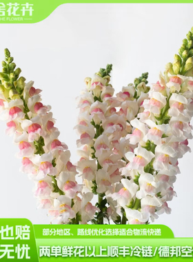 【云舍精选】A级双色粉金鱼草单扎  任意组合2单或以上冷链包邮