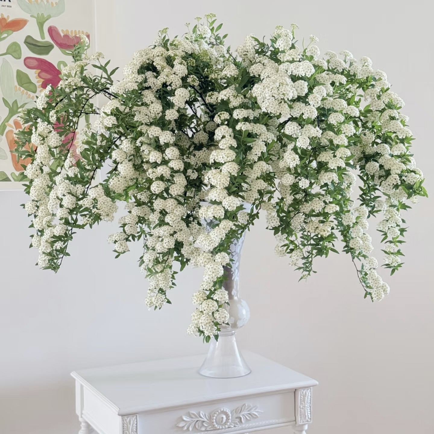 【云舍臻选】爆花瀑布小手球1扎 任意两单或以上包邮,鲜花速递/花卉仿真/绿植园艺,花材,淘宝优惠券,粉丝福利购,淘宝优惠卷