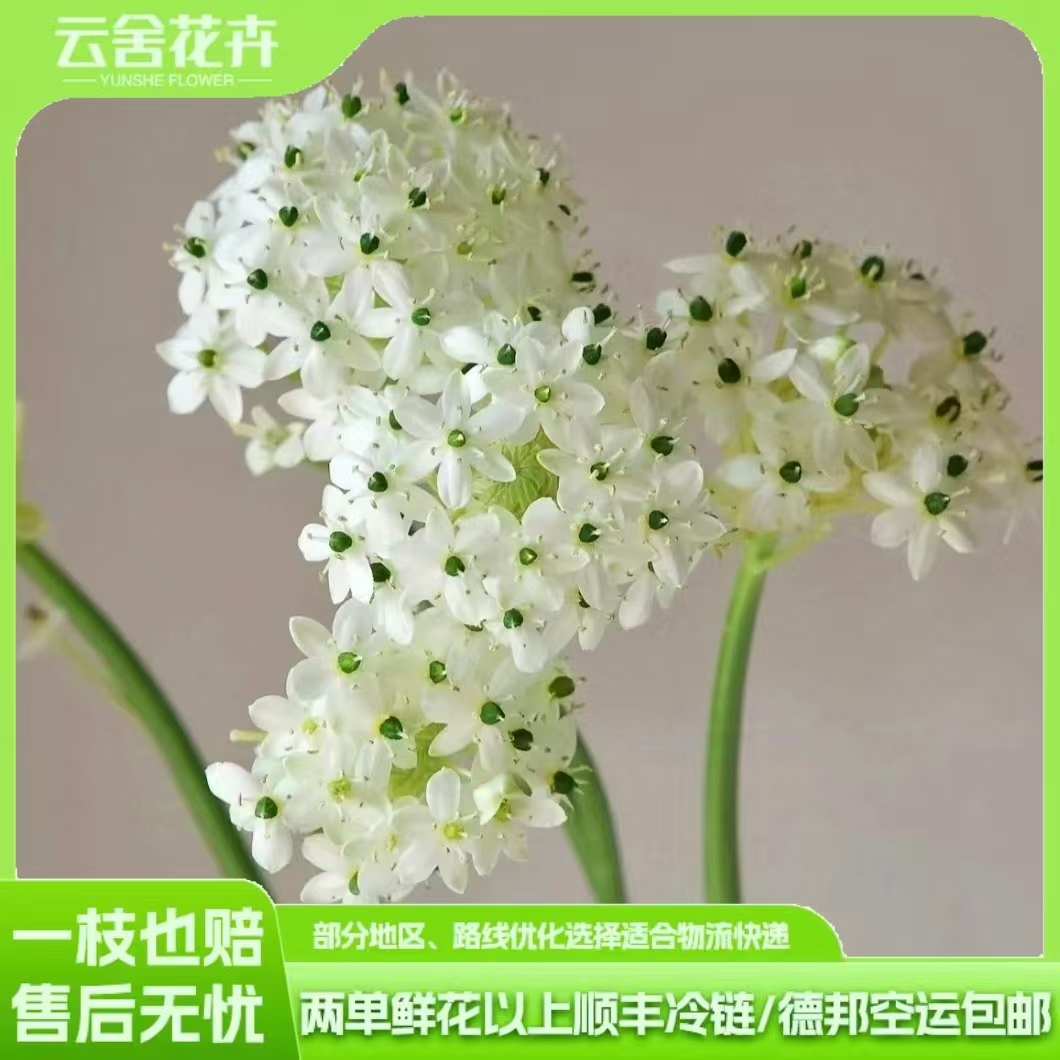 云舍精选天鹅绒草花一扎冷链包邮