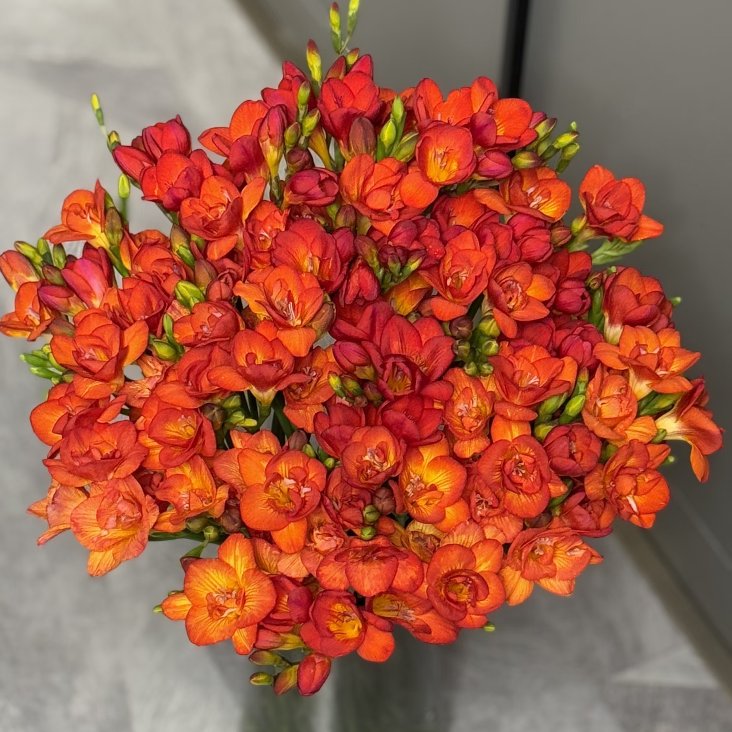 新品上市【甜杏纱香雪兰】任意组合2单及以上包邮