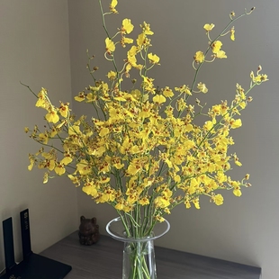 任意两单 灵动轻巧80cm红心跳舞兰 包邮 云舍精选