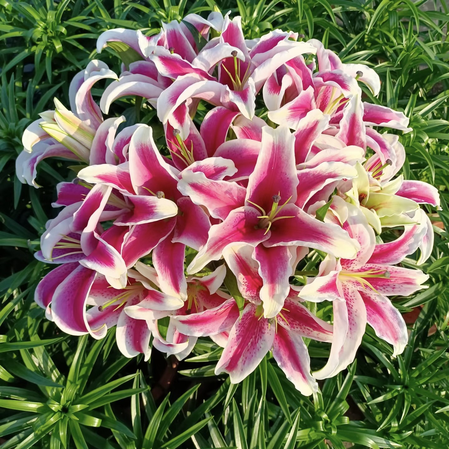 【云舍精选】稀有国王单瓣百合 任意组合2单或以上冷链包邮,鲜花速递/花卉仿真/绿植园艺,花材,淘宝优惠券,粉丝福利购,淘宝优惠卷